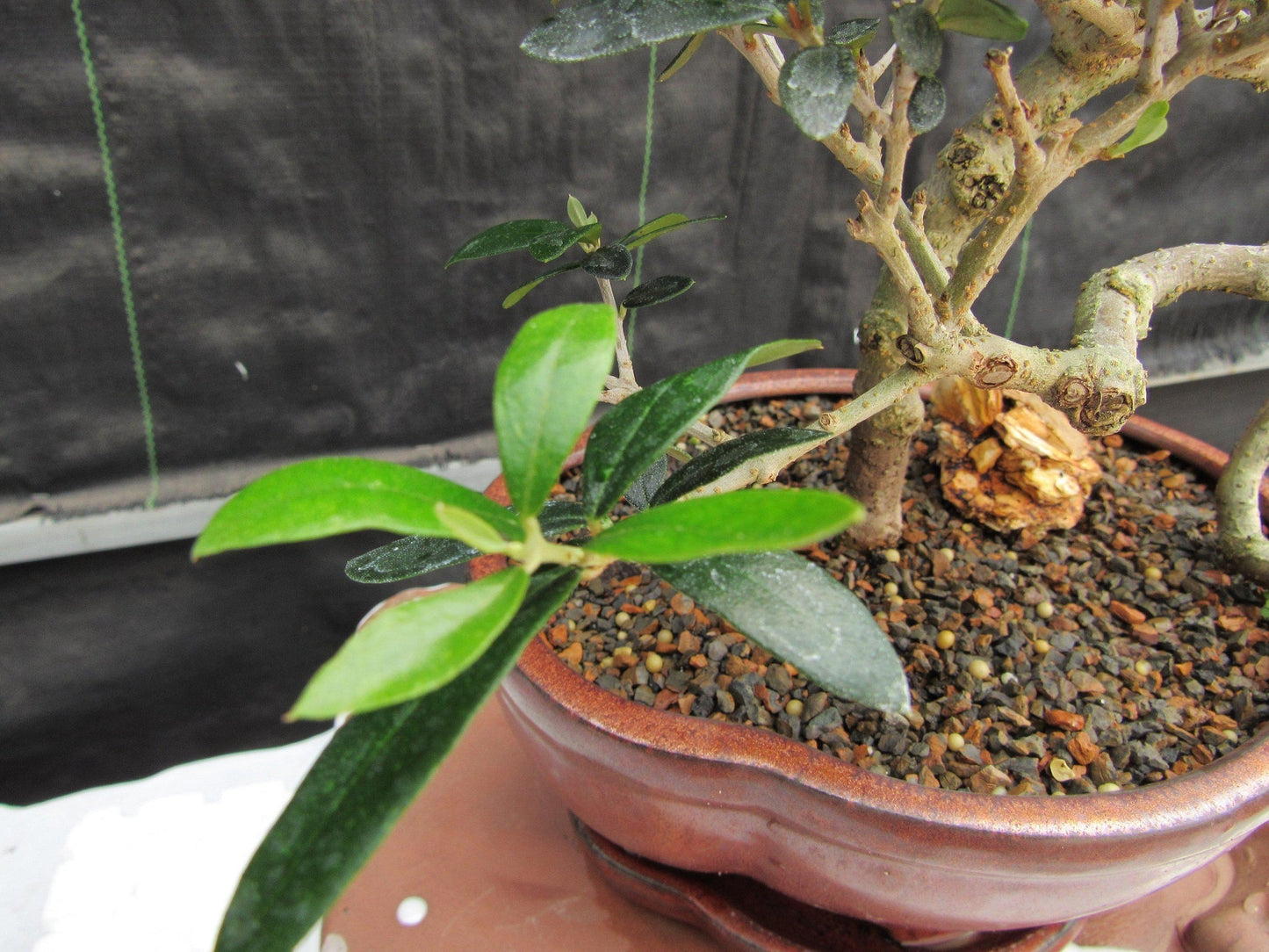 24 Year Old European Olive Literati Style Specimen Bonsai Tree