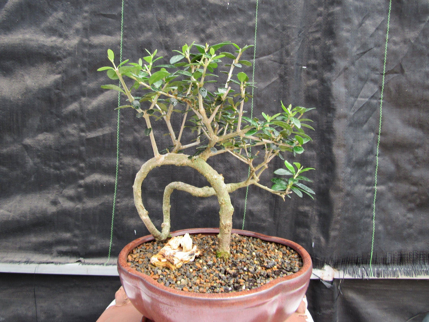 24 Year Old European Olive Literati Style Specimen Bonsai Tree