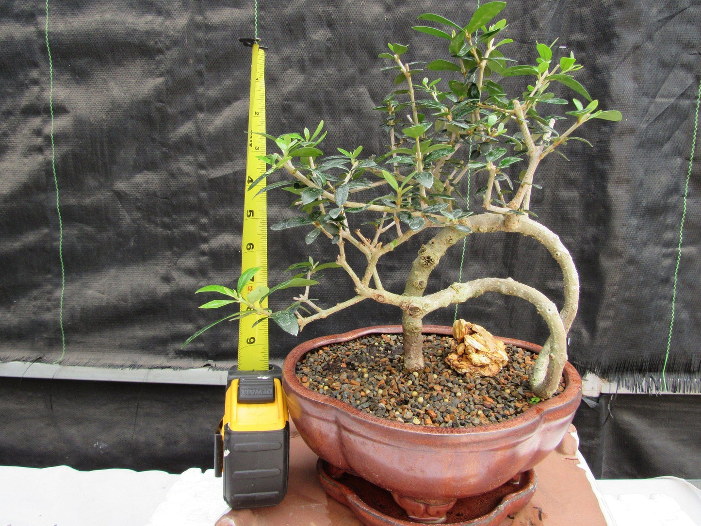 24 Year Old European Olive Literati Style Specimen Bonsai Tree