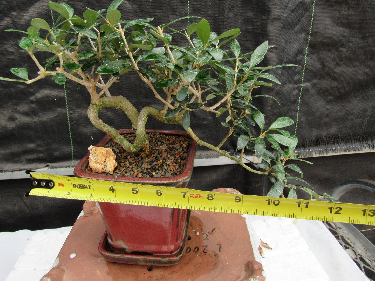 24 Year Old European Olive Semi-Cascade Coil Style Specimen Bonsai Tree