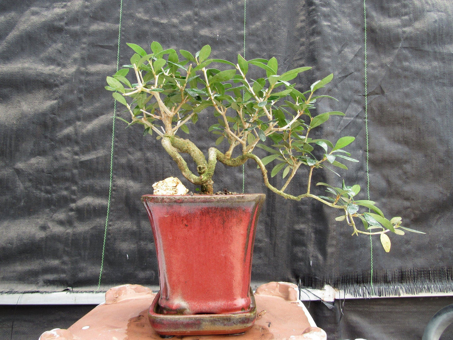 24 Year Old European Olive Semi-Cascade Coil Style Specimen Bonsai Tree