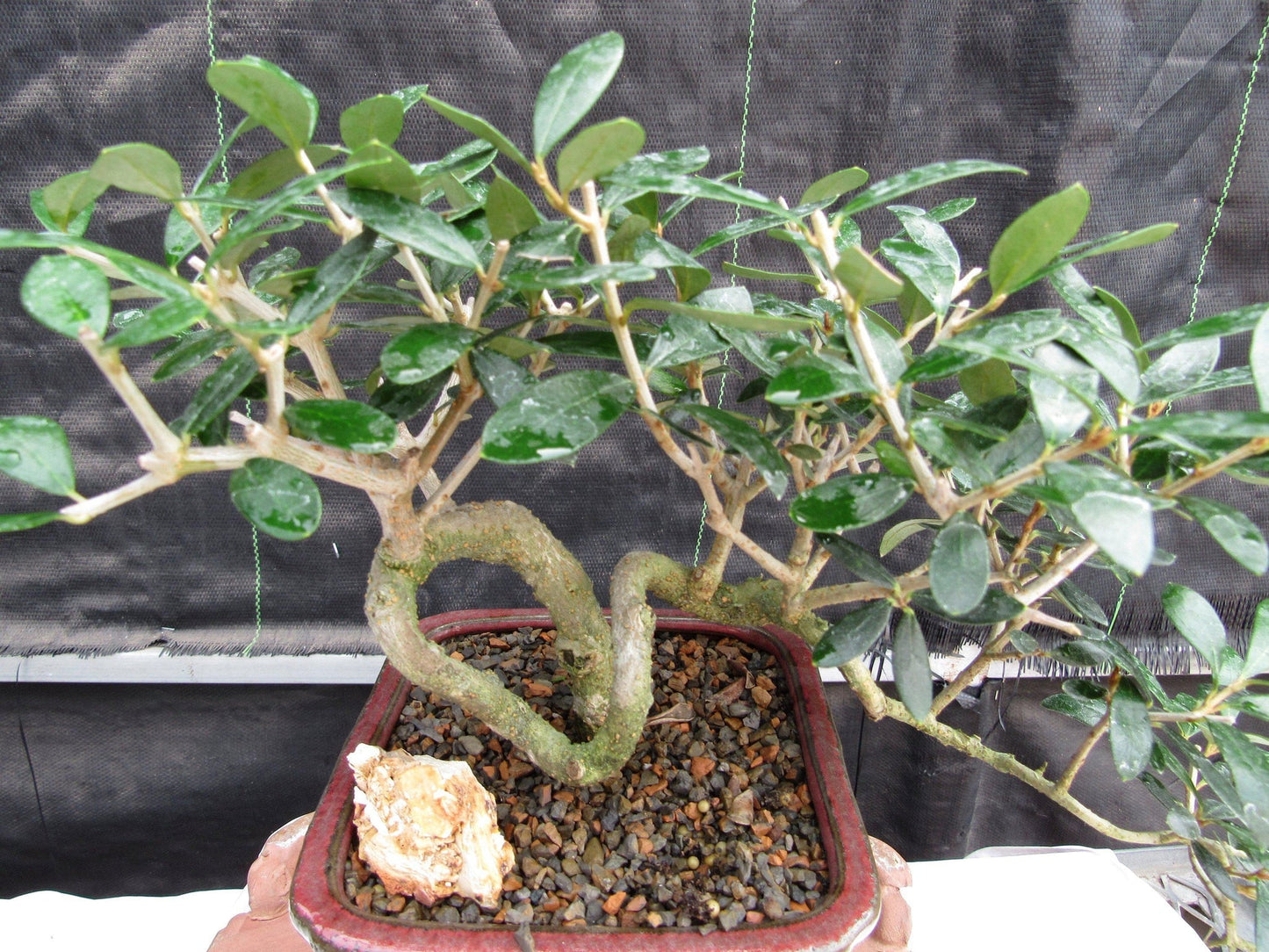 24 Year Old European Olive Semi-Cascade Coil Style Specimen Bonsai Tree