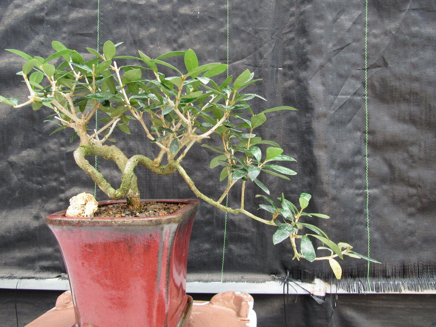 24 Year Old European Olive Semi-Cascade Coil Style Specimen Bonsai Tree