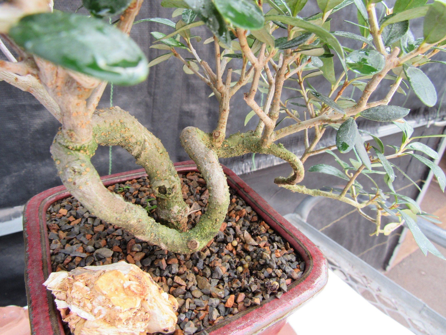 24 Year Old European Olive Semi-Cascade Coil Style Specimen Bonsai Tree