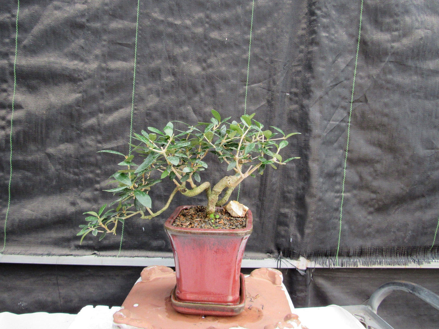 24 Year Old European Olive Semi-Cascade Coil Style Specimen Bonsai Tree