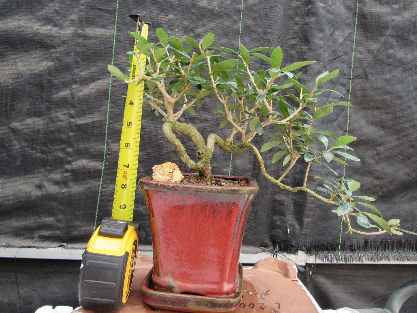 24 Year Old European Olive Semi-Cascade Coil Style Specimen Bonsai Tree