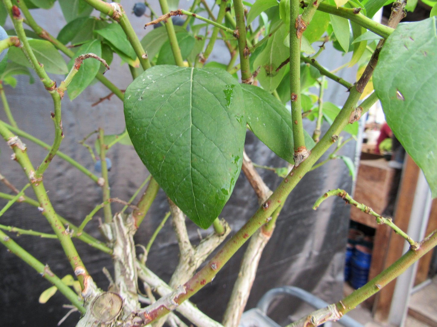 24 Year Old Fruiting Blueberry Specimen Bonsai Tree