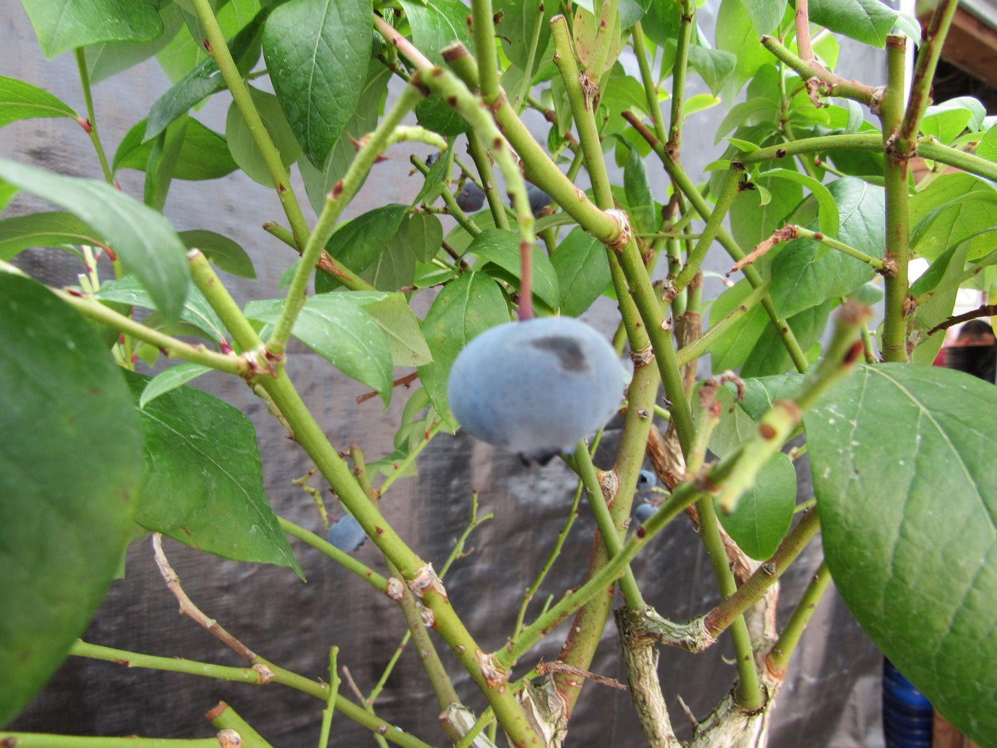 24 Year Old Fruiting Blueberry Specimen Bonsai Tree