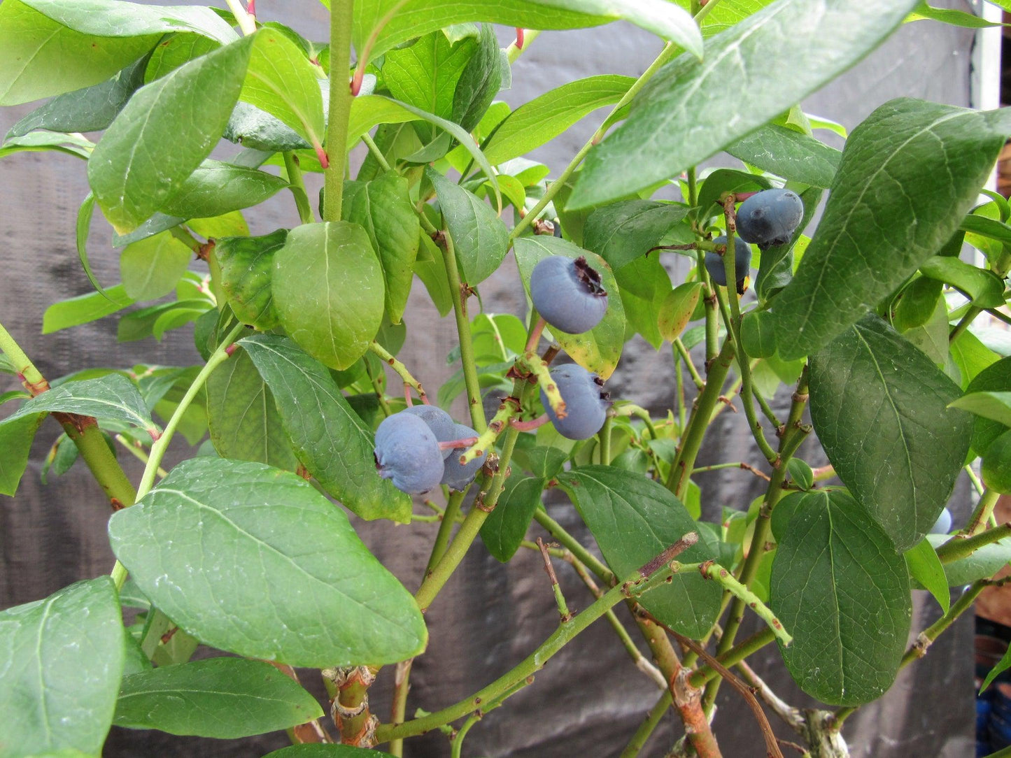 24 Year Old Fruiting Blueberry Specimen Bonsai Tree