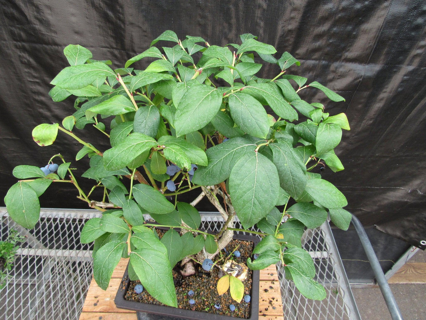 24 Year Old Fruiting Blueberry Specimen Bonsai Tree