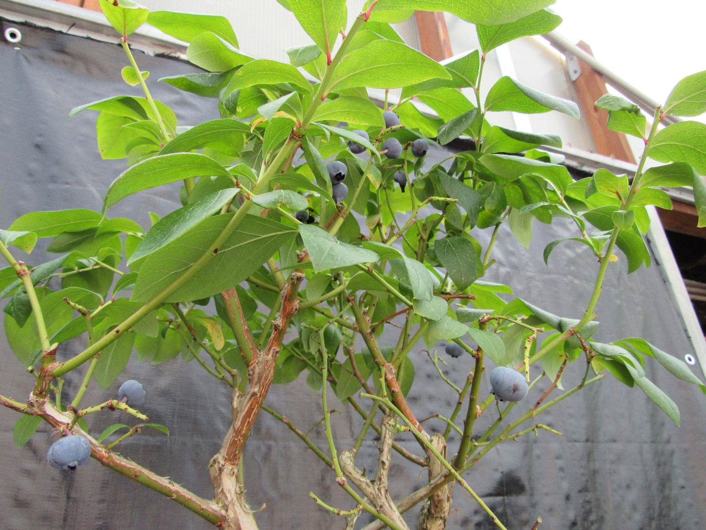 24 Year Old Fruiting Blueberry Specimen Bonsai Tree