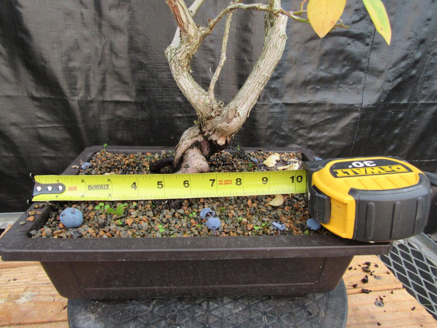 24 Year Old Fruiting Blueberry Specimen Bonsai Tree