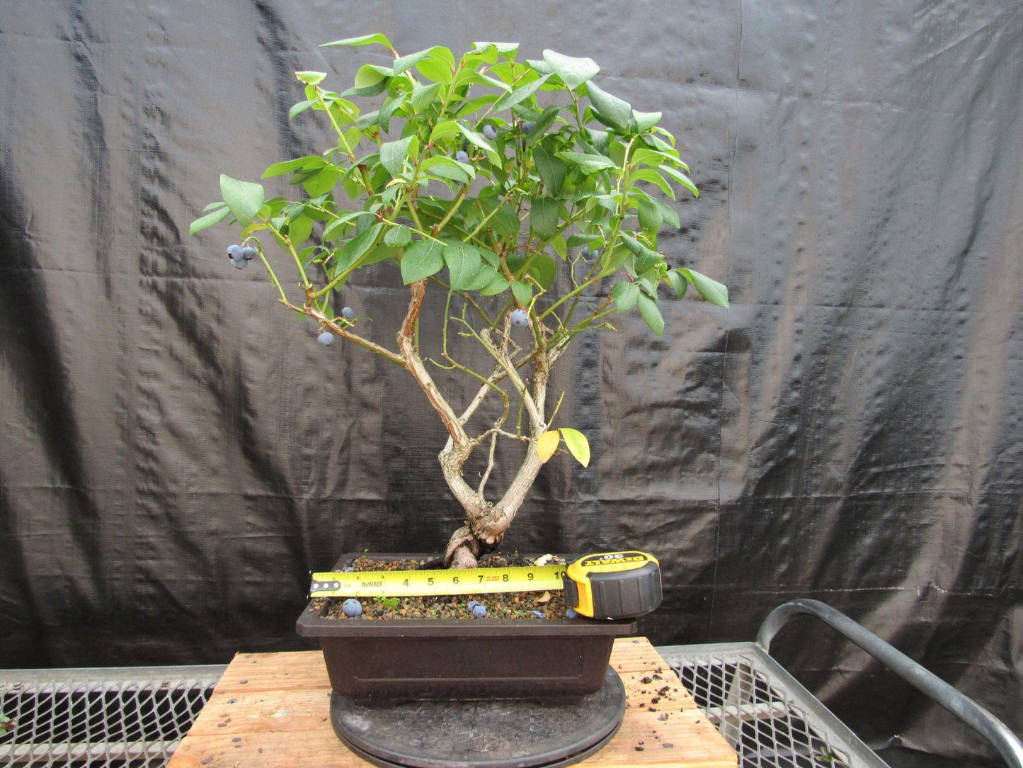 24 Year Old Fruiting Blueberry Specimen Bonsai Tree