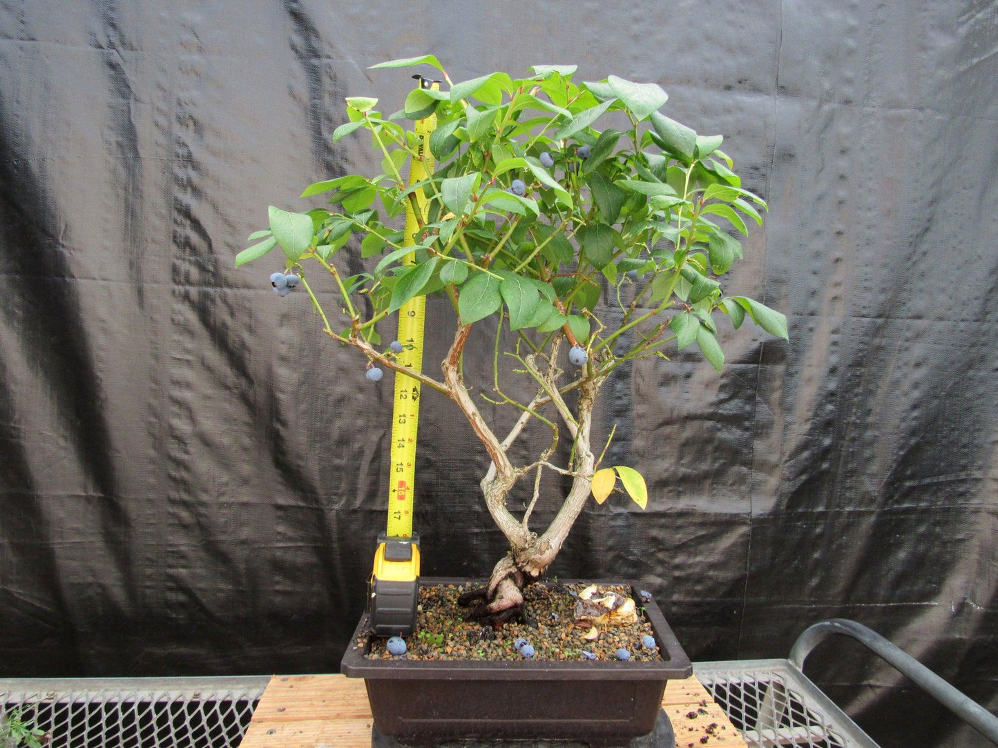 24 Year Old Fruiting Blueberry Specimen Bonsai Tree