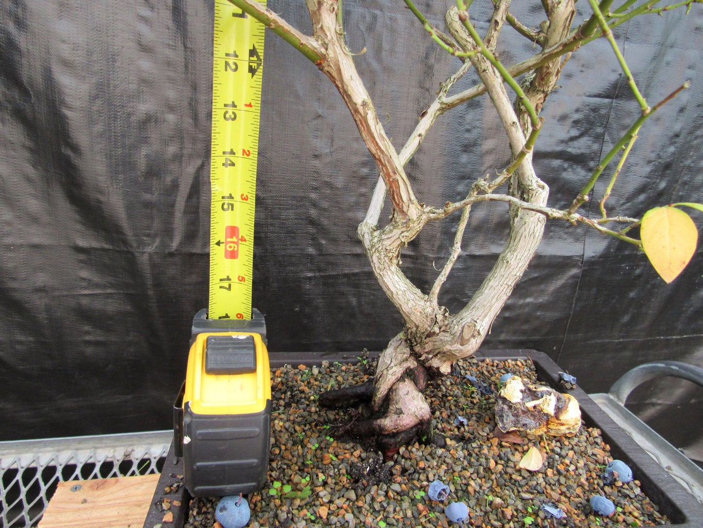 24 Year Old Fruiting Blueberry Specimen Bonsai Tree