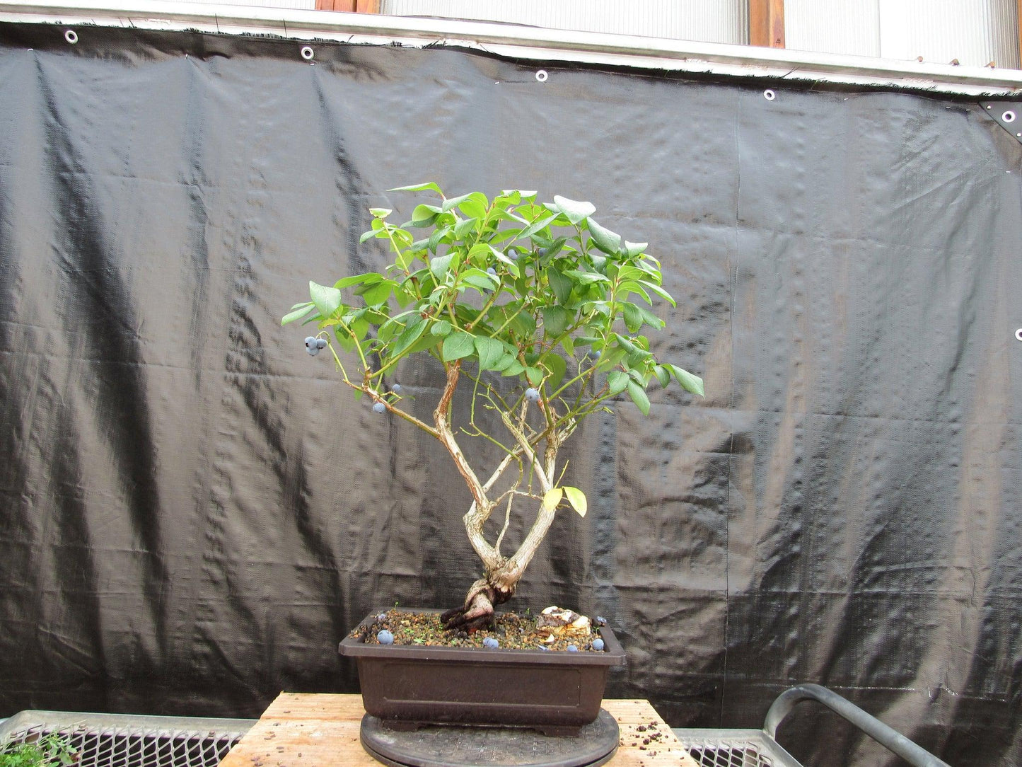 24 Year Old Fruiting Blueberry Specimen Bonsai Tree