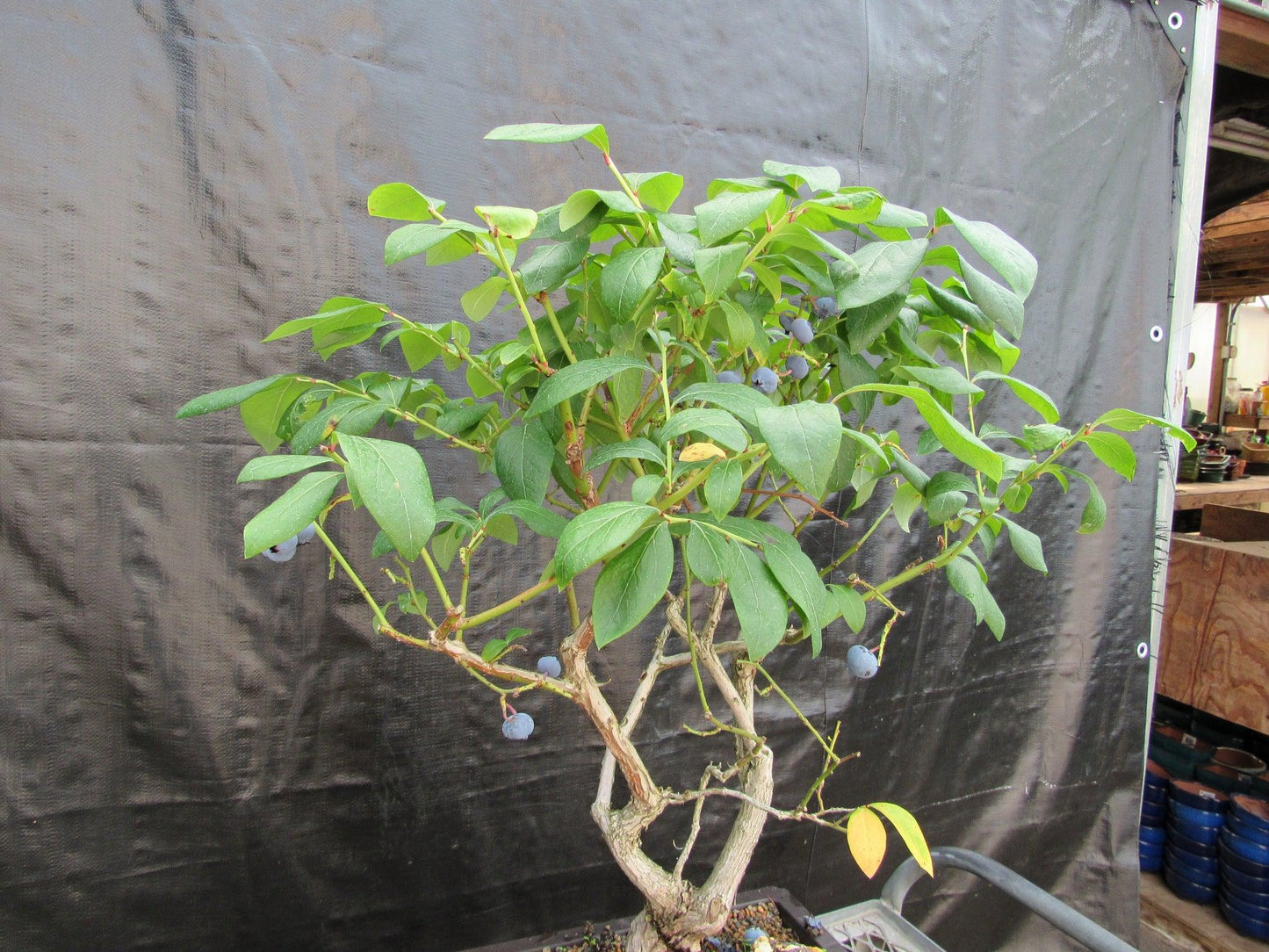 24 Year Old Fruiting Blueberry Specimen Bonsai Tree