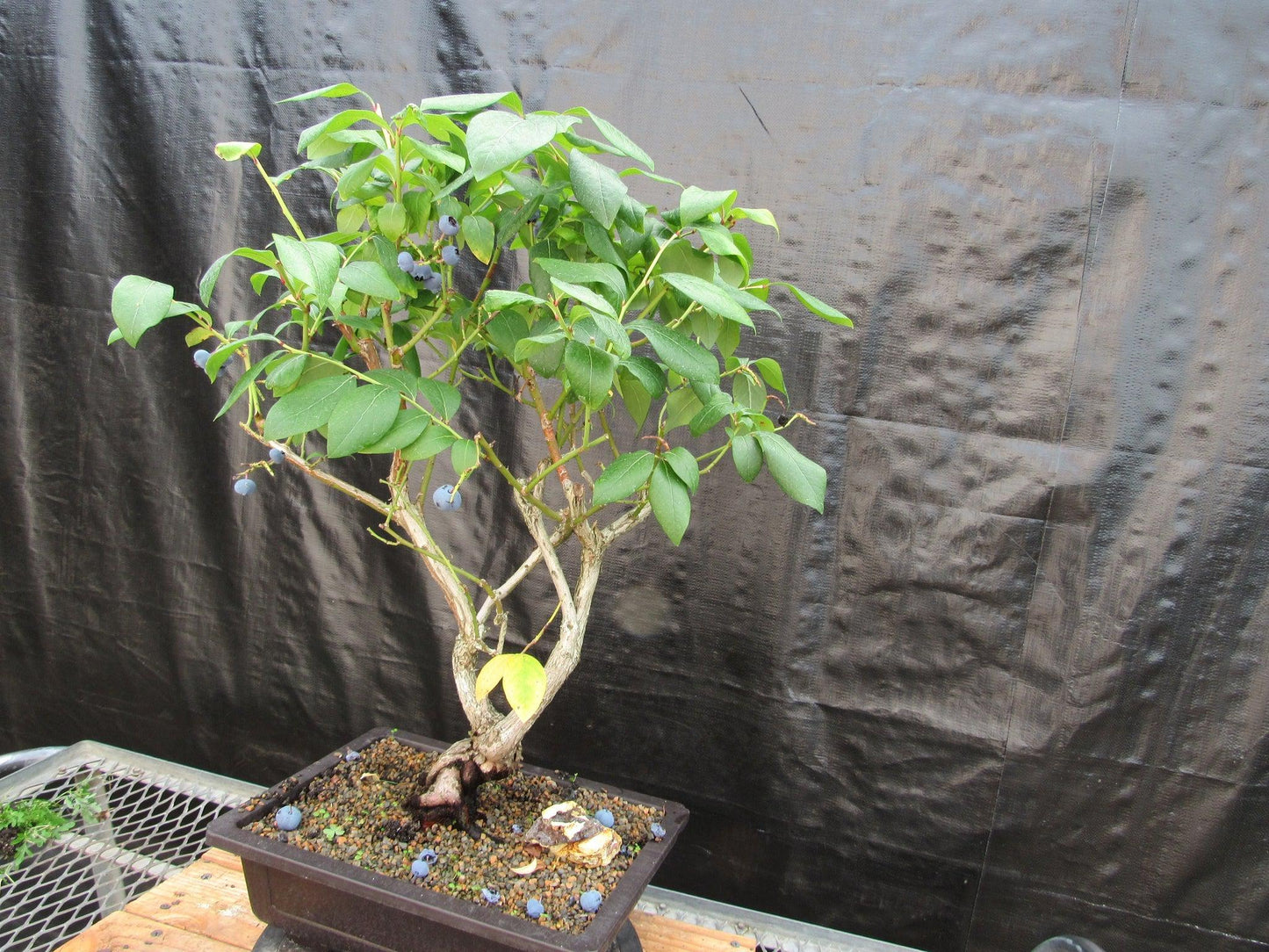 24 Year Old Fruiting Blueberry Specimen Bonsai Tree