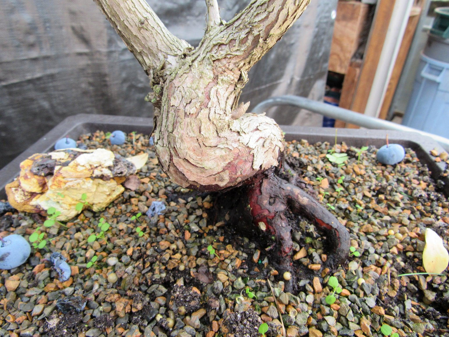 24 Year Old Fruiting Blueberry Specimen Bonsai Tree