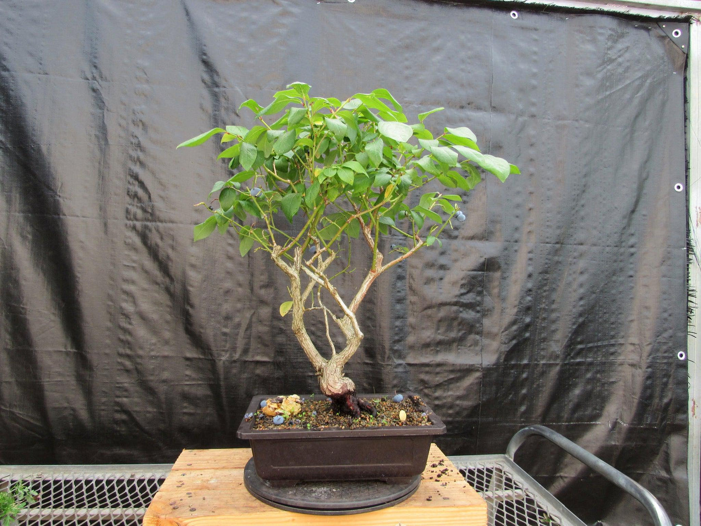 24 Year Old Fruiting Blueberry Specimen Bonsai Tree