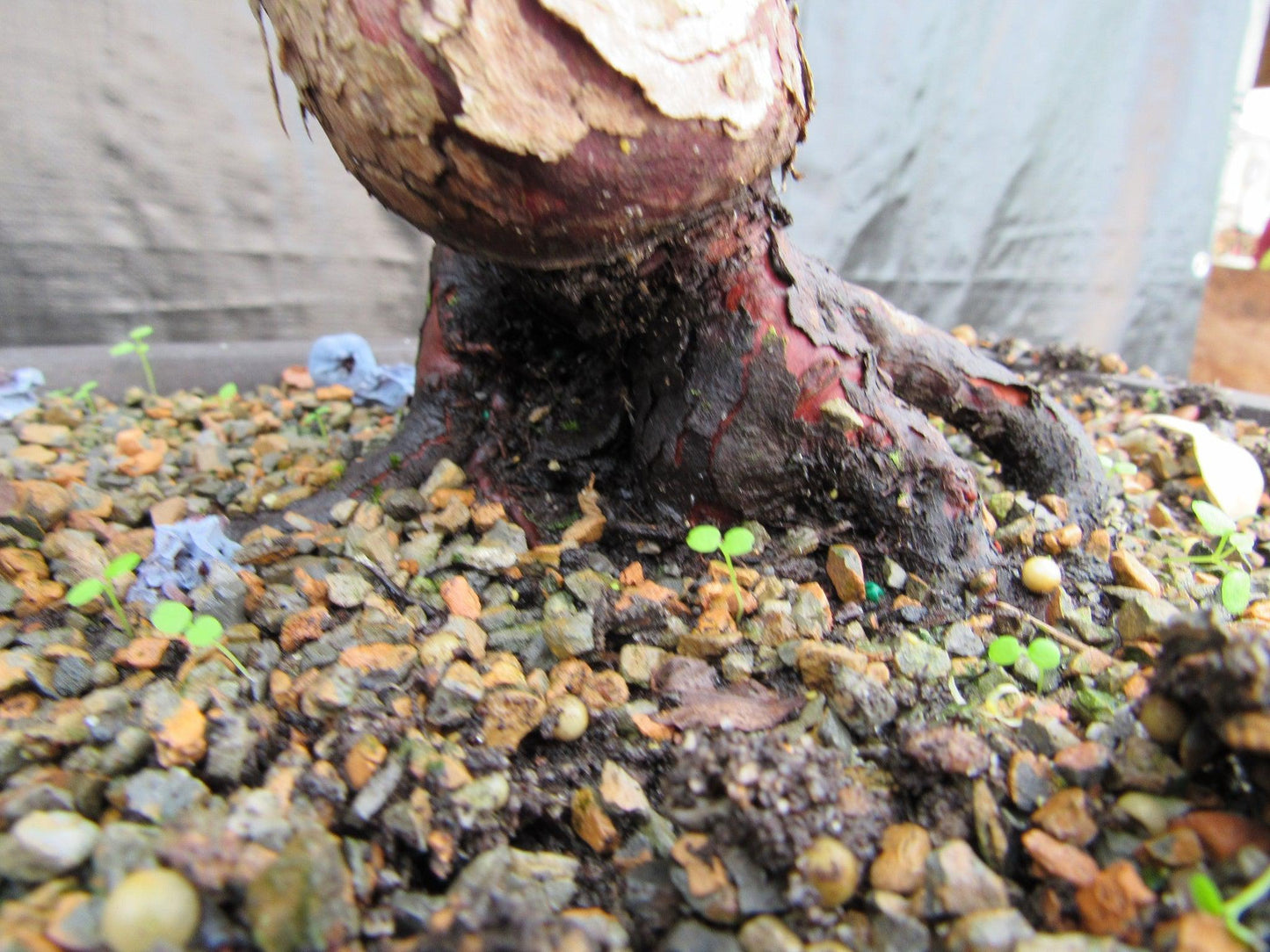 24 Year Old Fruiting Blueberry Specimen Bonsai Tree