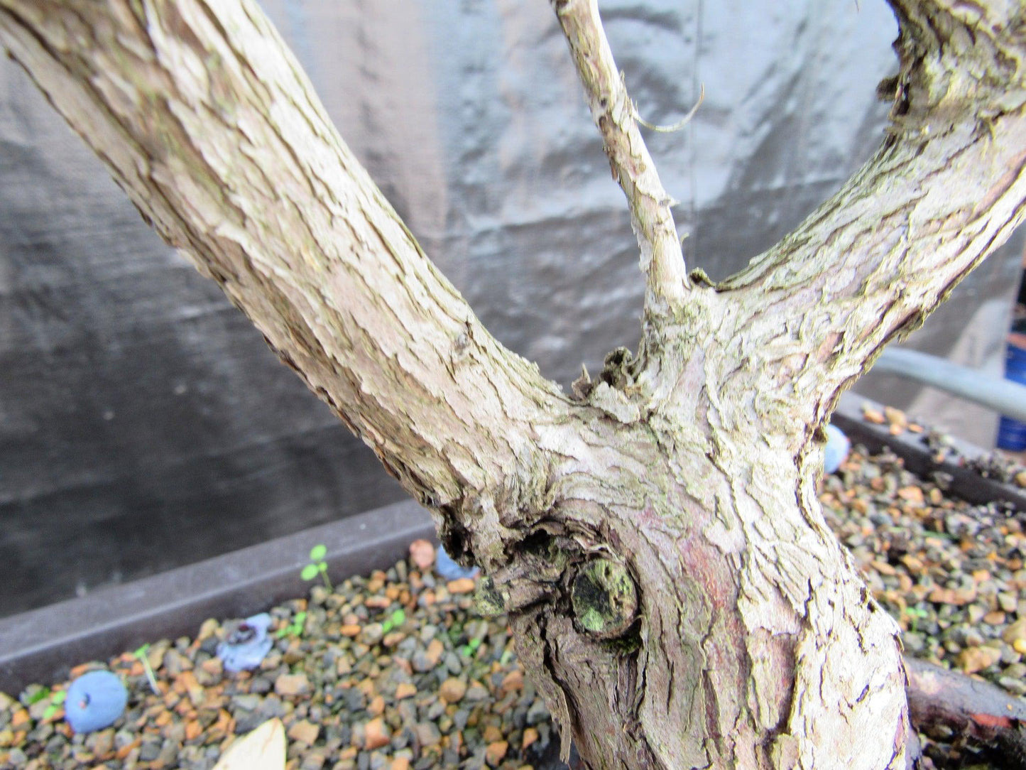 24 Year Old Fruiting Blueberry Specimen Bonsai Tree