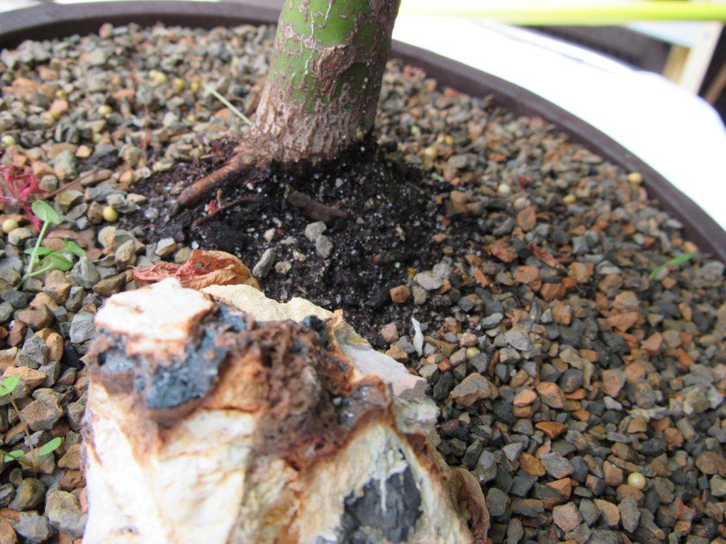 24 Year Old Green Japanese Maple Bonsai Tree