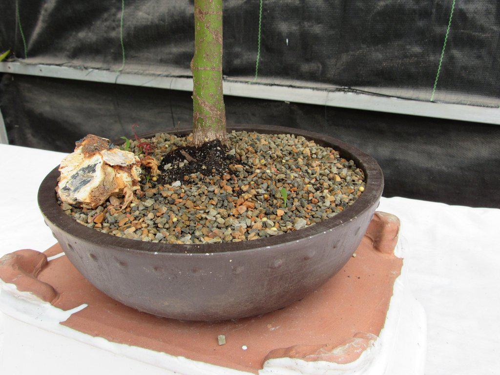 24 Year Old Green Japanese Maple Bonsai Tree