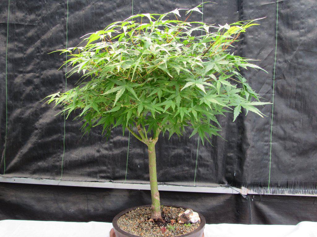 24 Year Old Green Japanese Maple Bonsai Tree