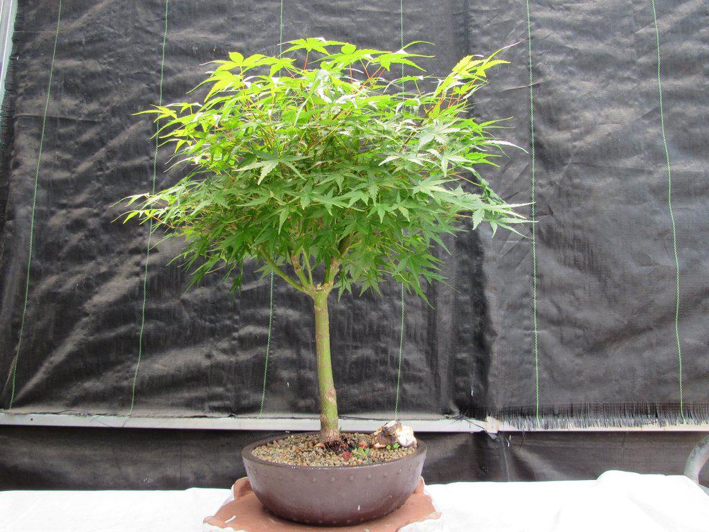 24 Year Old Green Japanese Maple Bonsai Tree