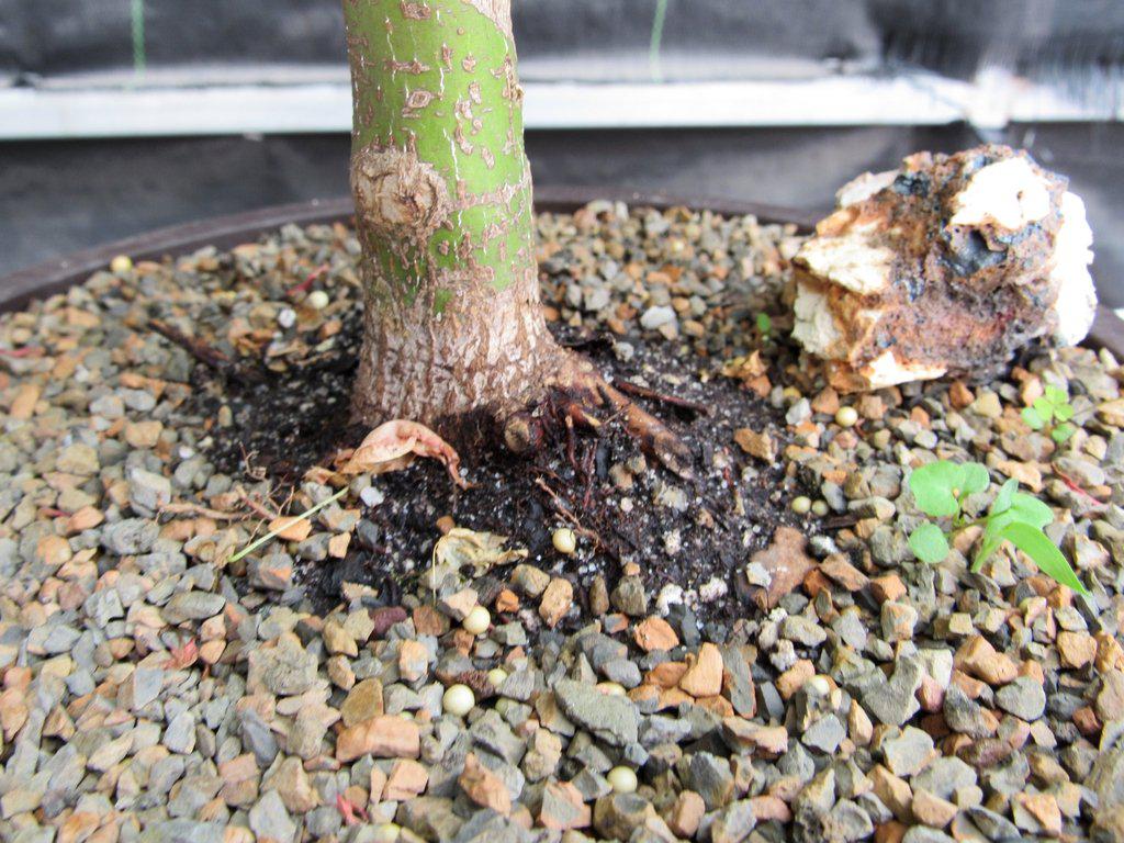 24 Year Old Green Japanese Maple Bonsai Tree