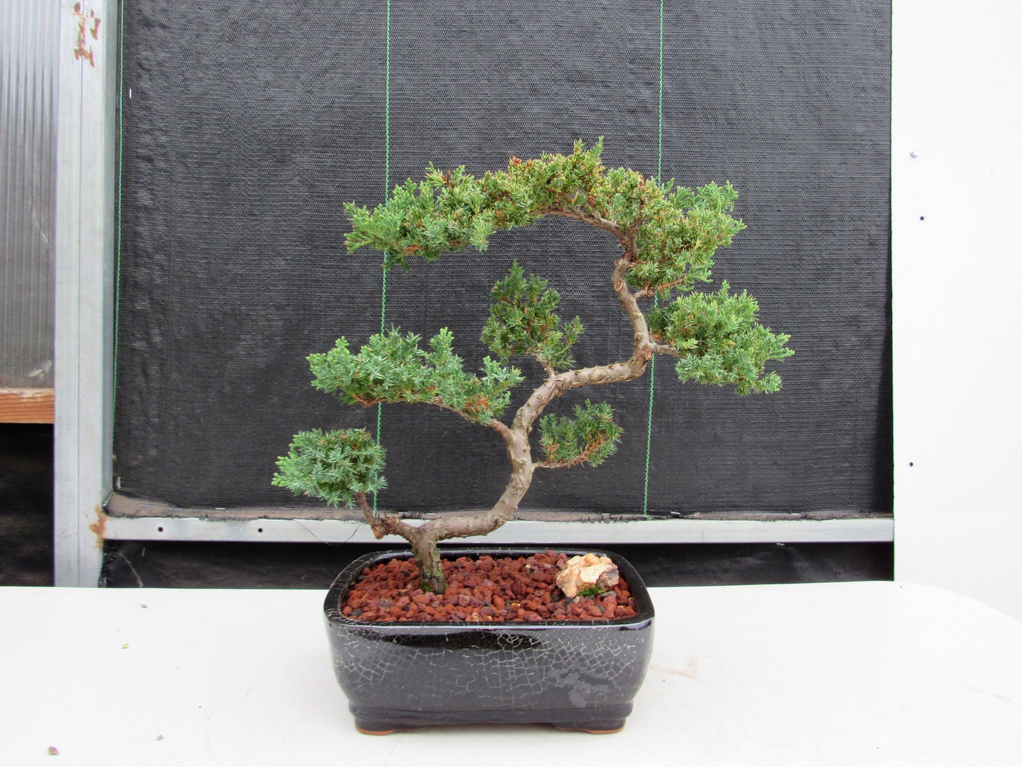 24 Year Old Juniper Specimen Leaning Literati Bonsai Tree