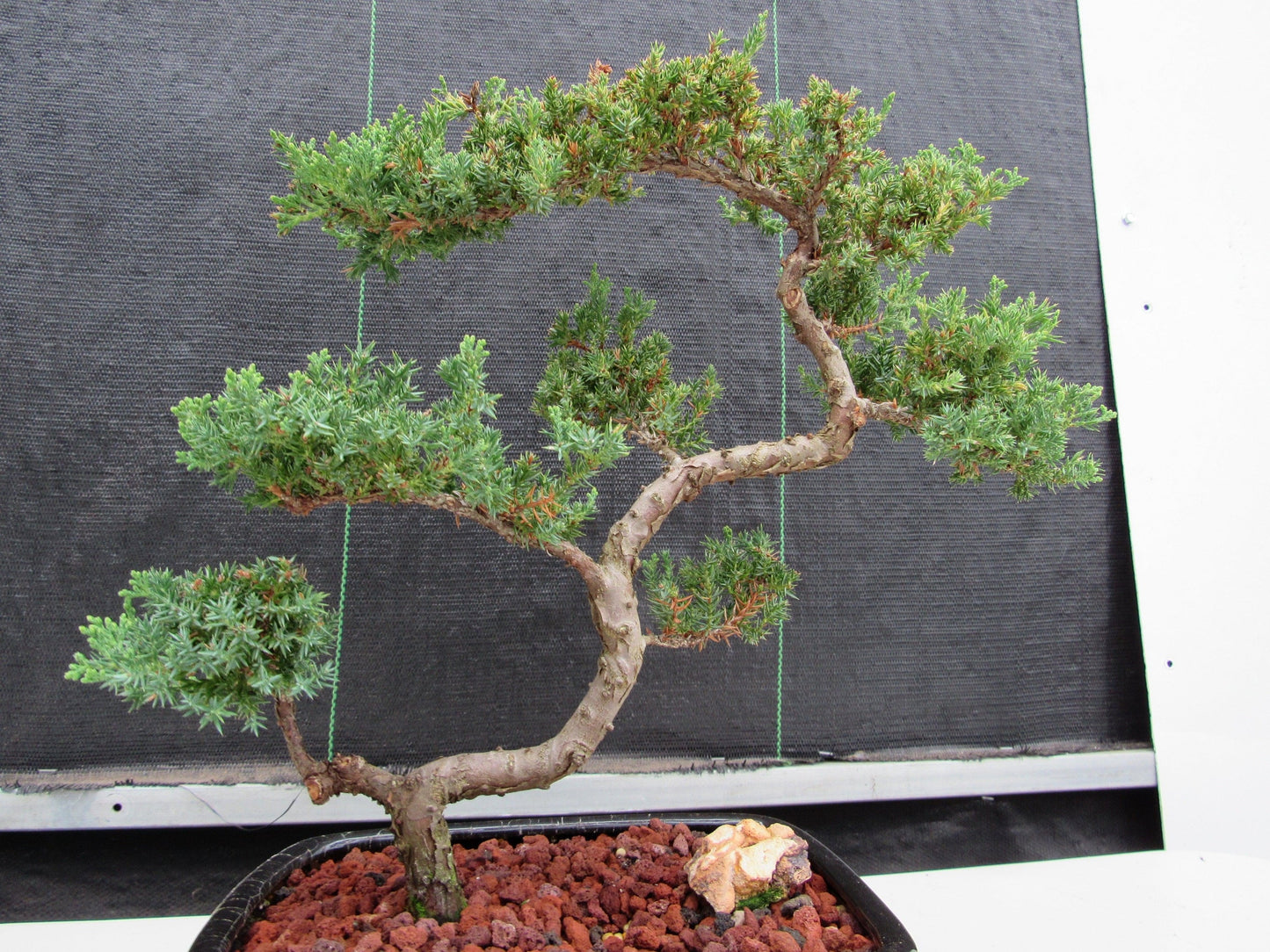 24 Year Old Juniper Specimen Leaning Literati Bonsai Tree