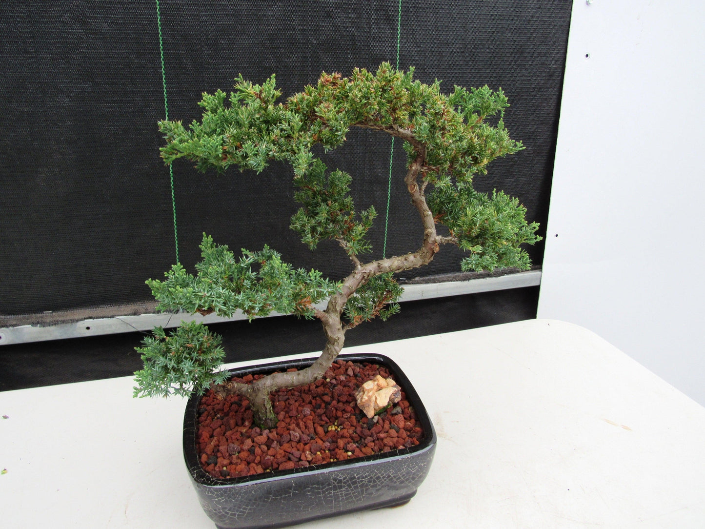 24 Year Old Juniper Specimen Leaning Literati Bonsai Tree