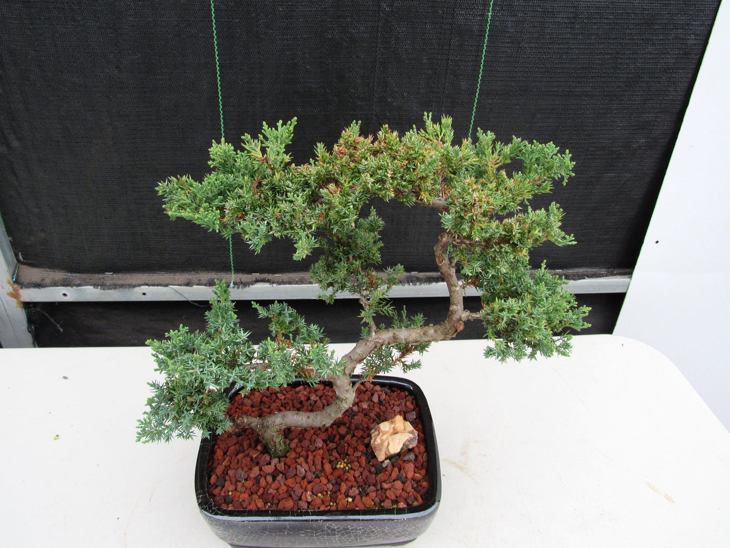 24 Year Old Juniper Specimen Leaning Literati Bonsai Tree