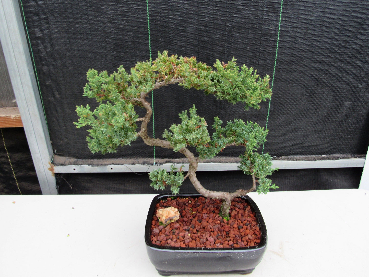 24 Year Old Juniper Specimen Leaning Literati Bonsai Tree