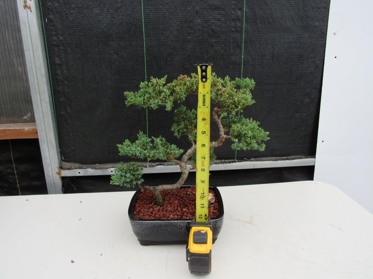 24 Year Old Juniper Specimen Leaning Literati Bonsai Tree