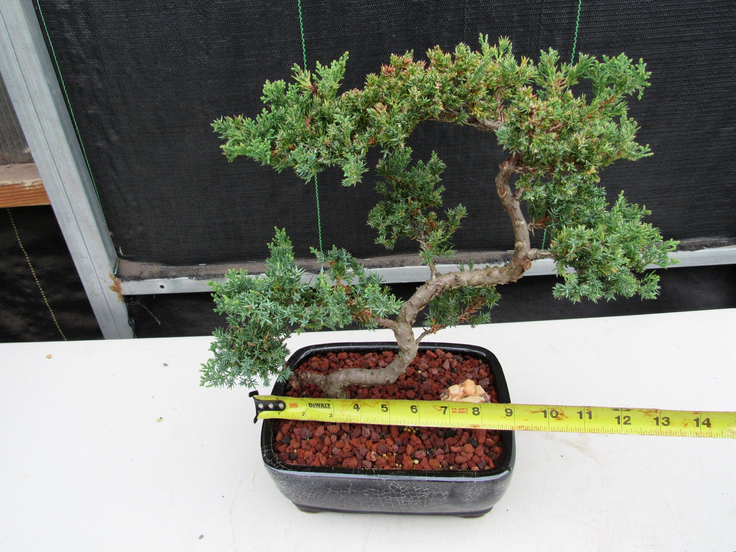 24 Year Old Juniper Specimen Leaning Literati Bonsai Tree