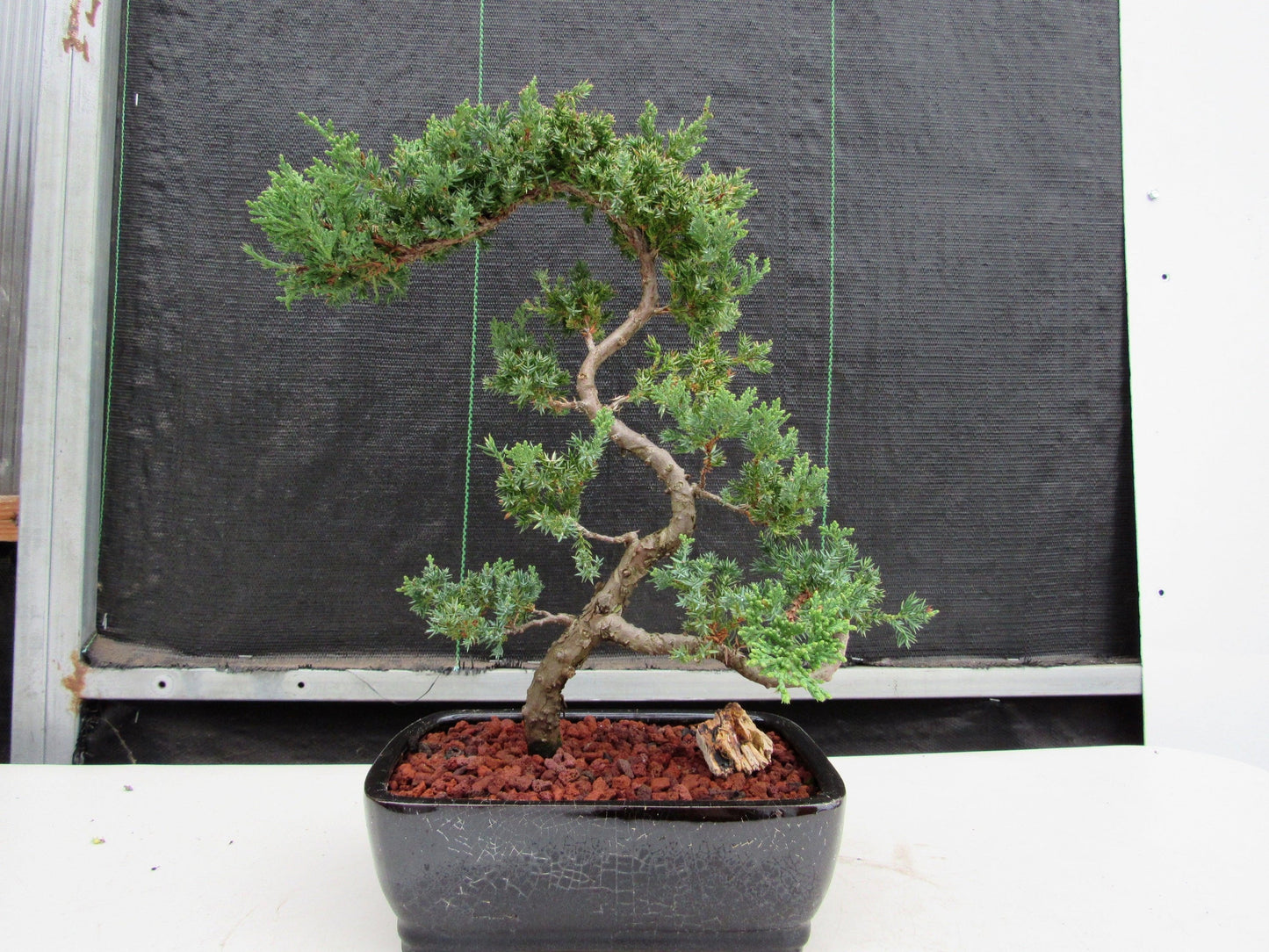 24 Year Old Juniper Specimen Literati Bonsai Tree