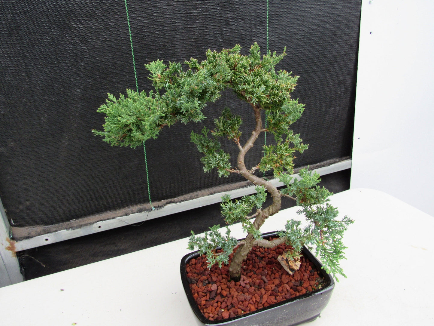 24 Year Old Juniper Specimen Literati Bonsai Tree