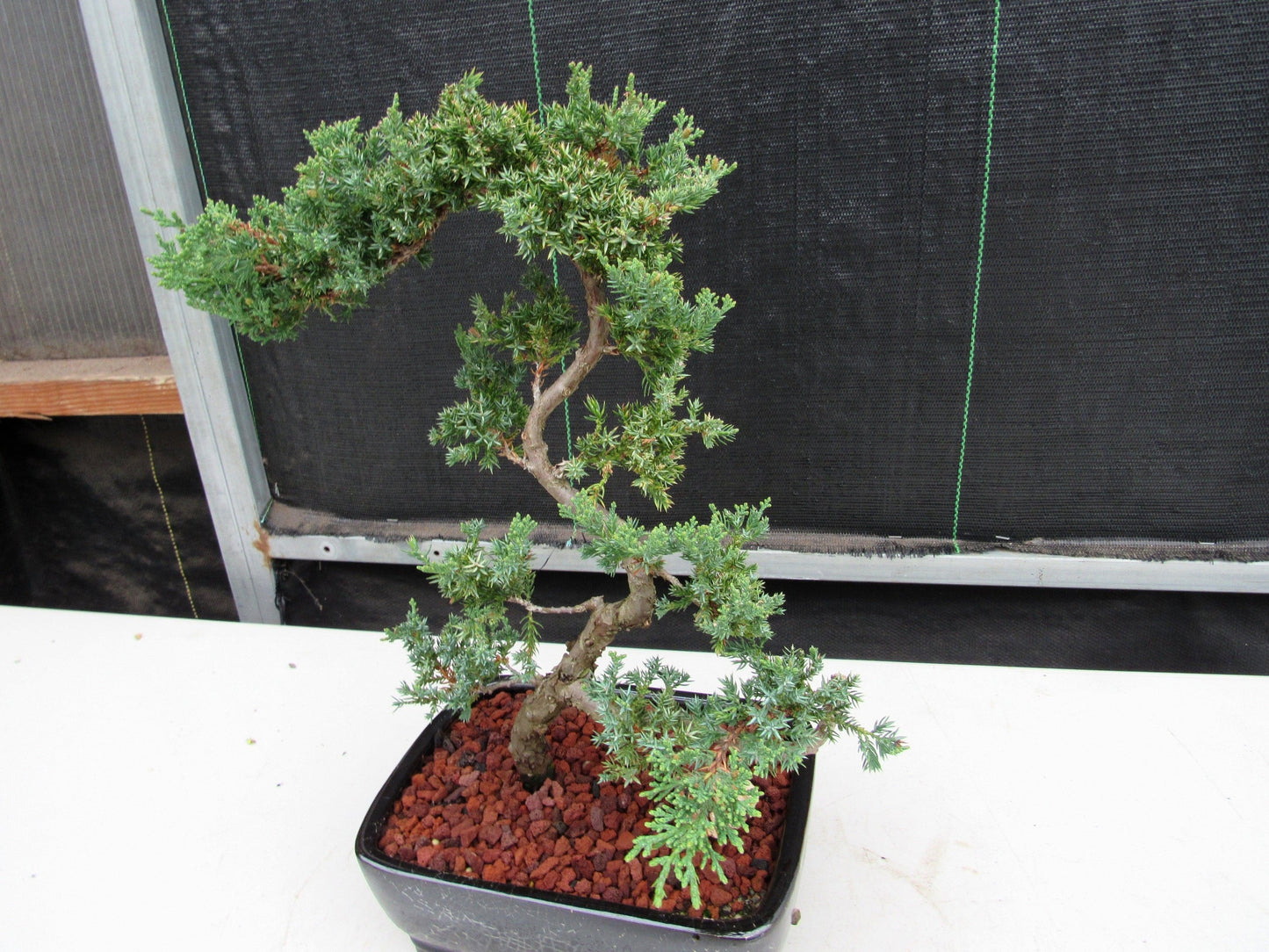 24 Year Old Juniper Specimen Literati Bonsai Tree