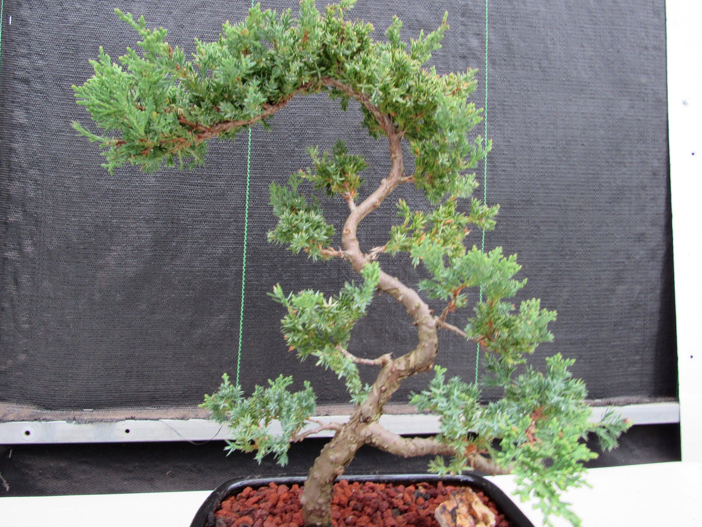 24 Year Old Juniper Specimen Literati Bonsai Tree