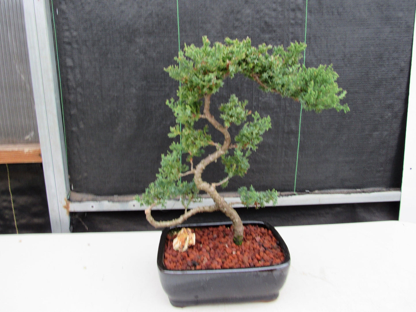 24 Year Old Juniper Specimen Literati Bonsai Tree