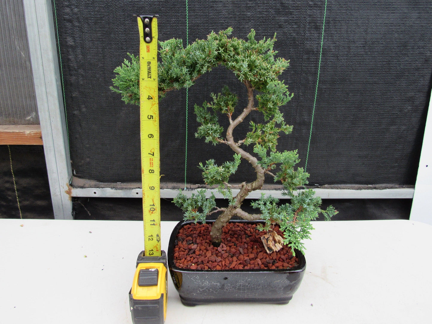 24 Year Old Juniper Specimen Literati Bonsai Tree