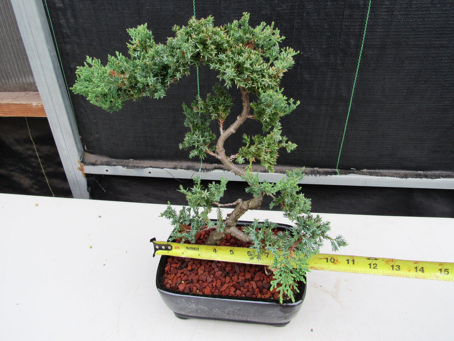 24 Year Old Juniper Specimen Literati Bonsai Tree