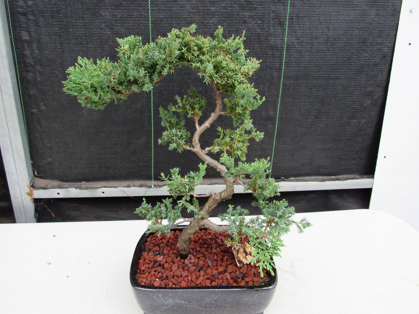 24 Year Old Juniper Specimen Literati Bonsai Tree