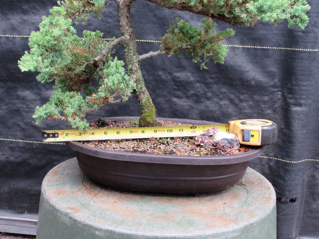 25 Year Old Classic Juniper Specimen Bonsai Tree