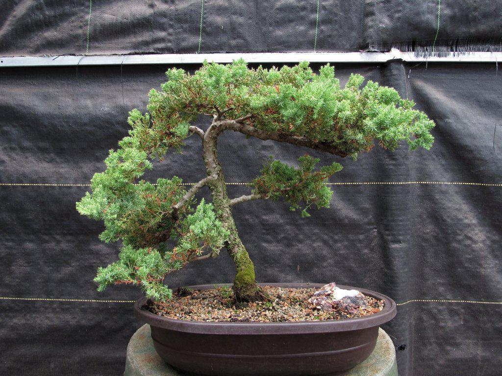 25 Year Old Classic Juniper Specimen Bonsai Tree