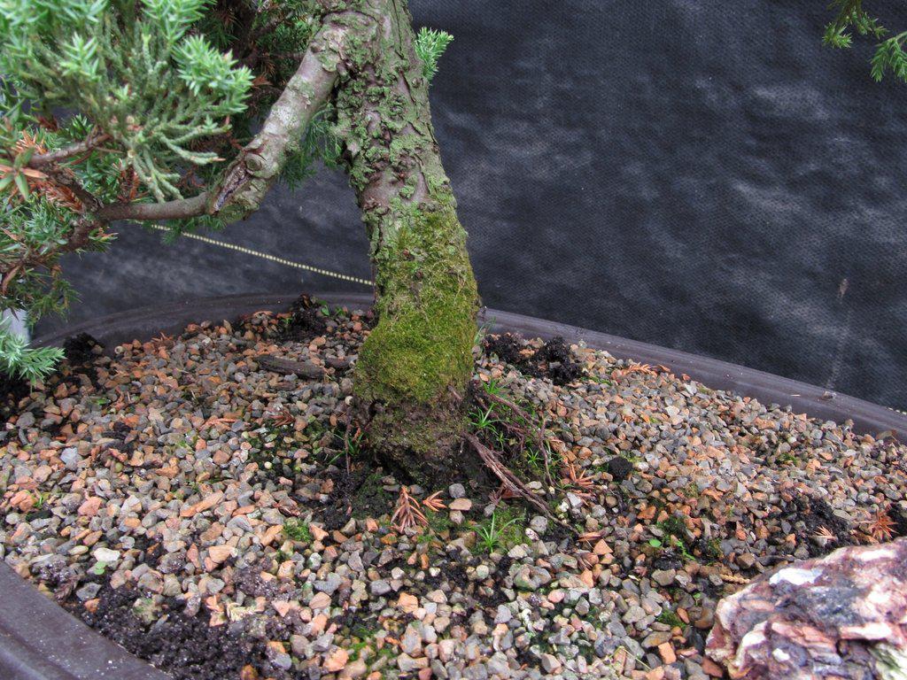 25 Year Old Classic Juniper Specimen Bonsai Tree