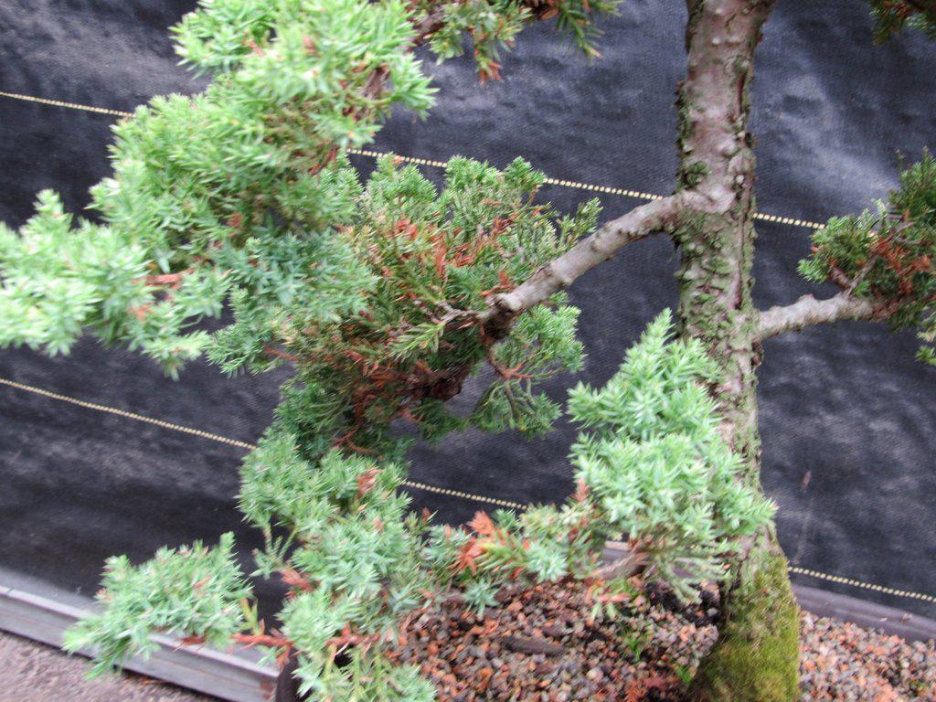 25 Year Old Classic Juniper Specimen Bonsai Tree